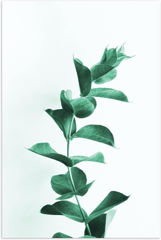 Poster – Groene Plant op Lichte Achtergrond - 40x60cm Foto op Posterpapier
