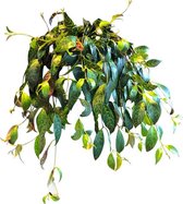 Aeschynanthus lipstick 'Marmoratus' in hangpot! [Urban Jungle - Kamerplant - Hangplant - Trendy - Makkelijk - Easy plant]