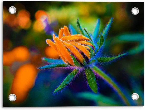 Tuinposter – Kleurrijke Bloem  - 40x30cm Foto op Tuinposter  (wanddecoratie voor buiten en binnen)