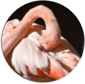Dibond Wandcirkel - Flamingo met Donkere Achtergrond  - 70x70cm Foto op Aluminium Wandcirkel (met ophangsysteem)