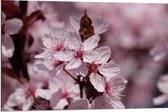 Dibond - Roze Bloemen aan Takken  - 90x60cm Foto op Aluminium (Wanddecoratie van metaal)