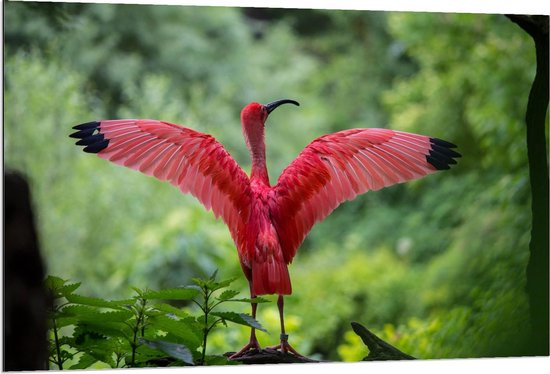 Dibond - Roze Tropische Vogel  - 120x80cm Foto op Aluminium (Met Ophangsysteem)