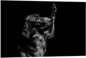 Acrylglas - Hond die aan Poot likt in Zwart Wit  - 90x60cm Foto op Acrylglas (Met Ophangsysteem)