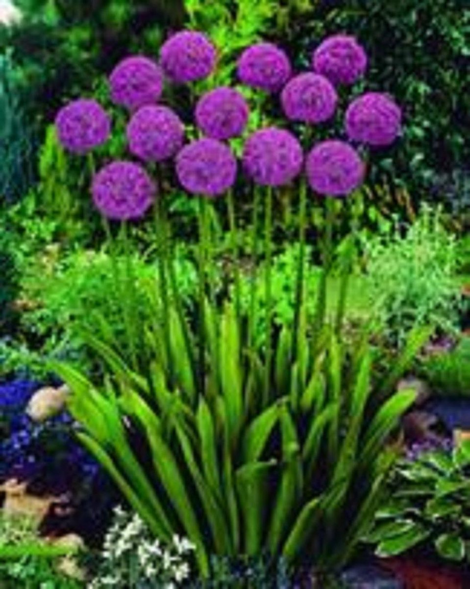 3 X ALLIUM / SIERUI GLADIATOR. nieuwe oogst 2021