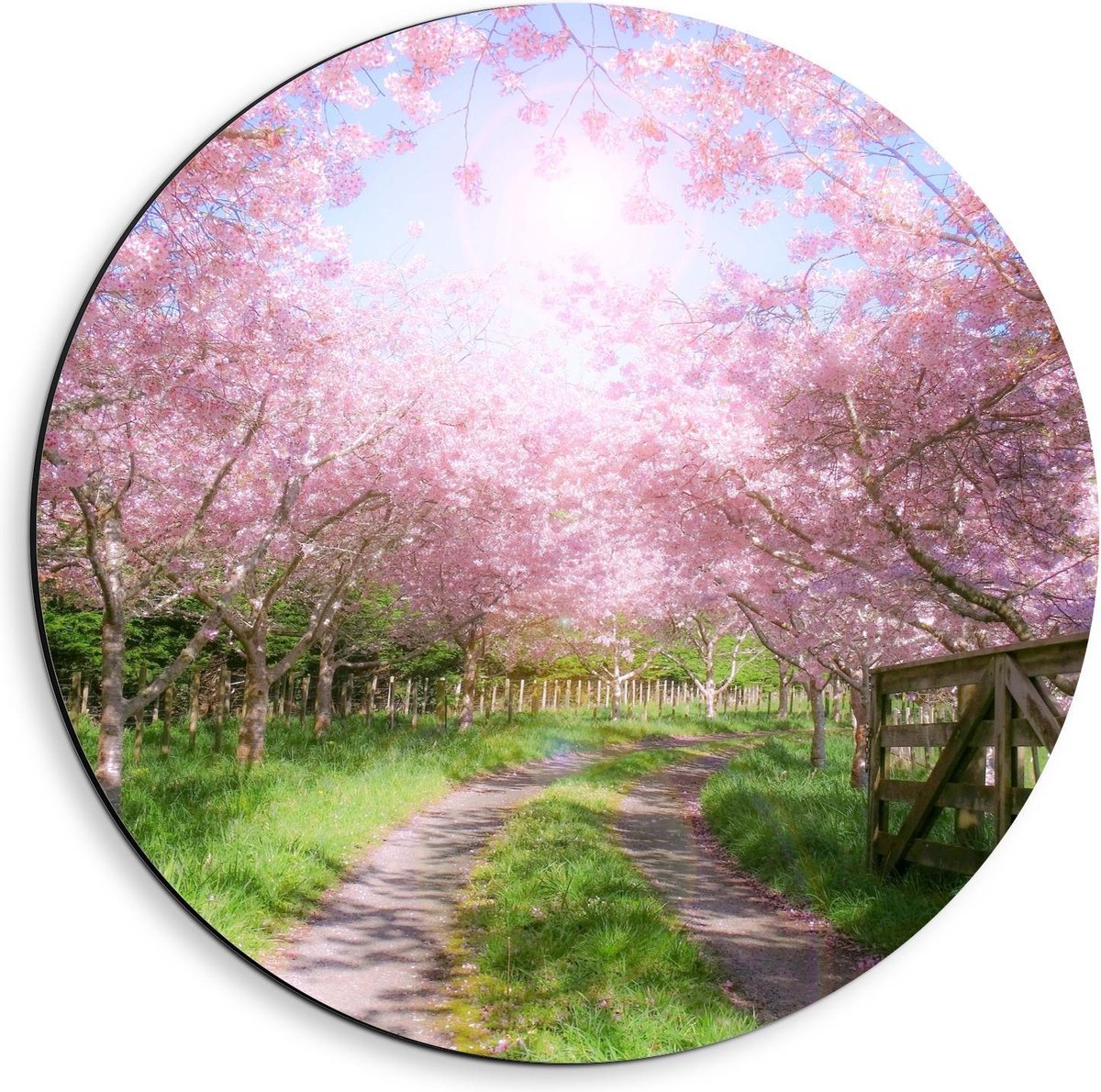 KuijsFotoprint Dibond Wandcirkel - Zandpad tussen de Roze Bomen - 40x40cm Foto op Aluminium Wandcirkel (met ophangsysteem) Groen