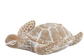 Zeeschildpad Nabil M grey-wash