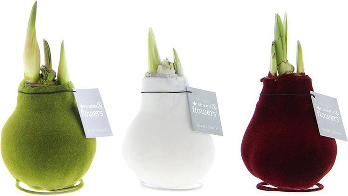 Wax Amaryllis Collectie Velvet Touchz | 3 stuks | Prachtige Wax Amaryllis voor