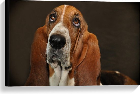 Canvas  - Basset Hound - 60x40cm Foto op Canvas Schilderij (Wanddecoratie op Canvas)