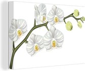 Une illustration d'une toile d'orchidée blanche 30x20 cm - petit - Tirage photo sur toile (Décoration murale salon / chambre) / Peintures Fleurs sur toile