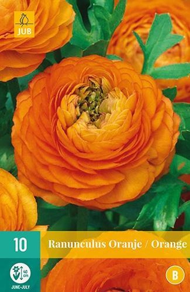 X 10 Ranunculus oranje