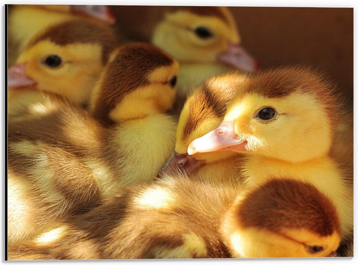 Dibond - Geel met Bruine Baby Eendjes - 40x30cm Foto op Aluminium (Wanddecoratie van metaal)
