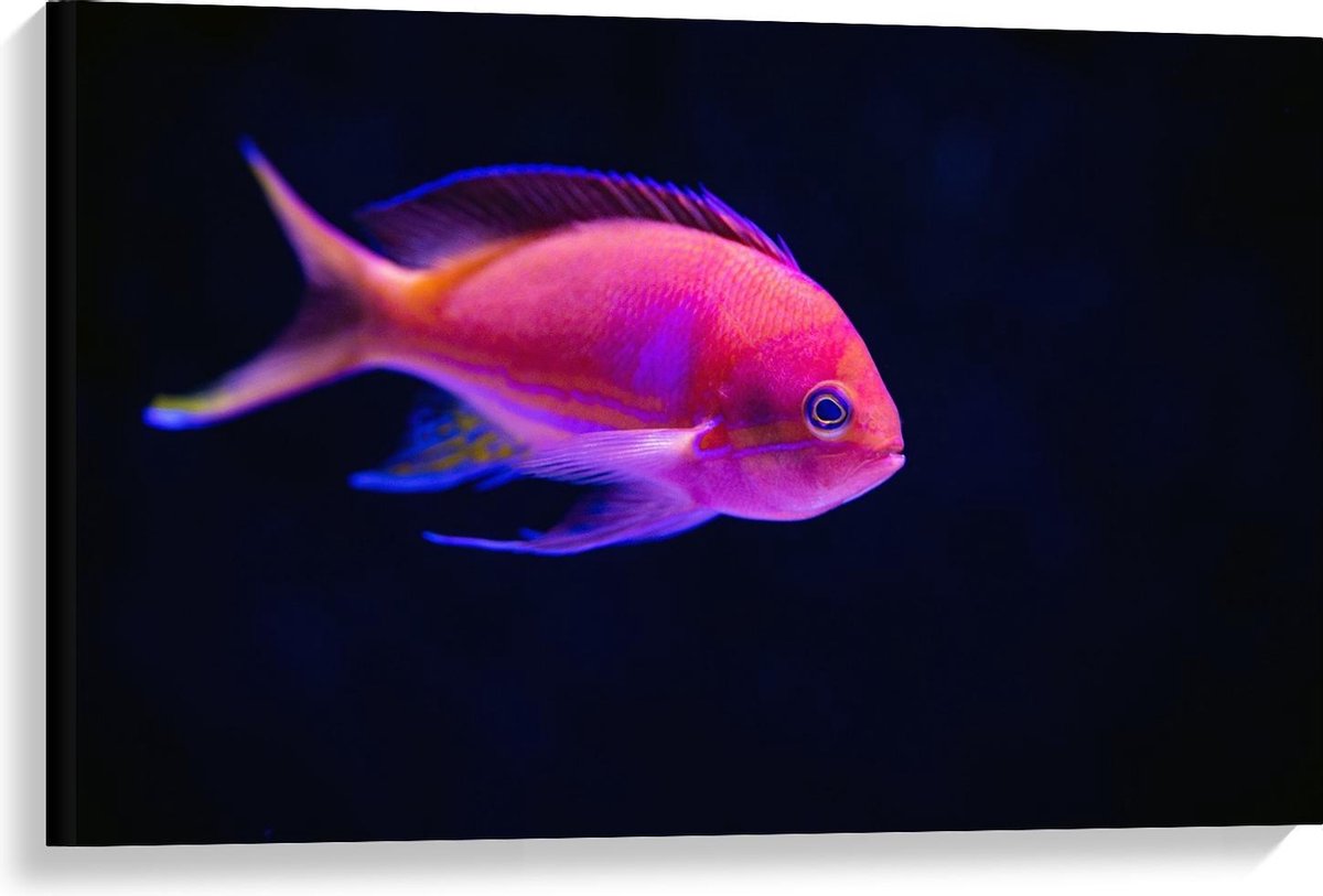 KuijsFotoprint Canvas - Roze Visje in de Zee - 90x60cm Foto op Canvas Schilderij (Wanddecoratie op Canvas) Blauw