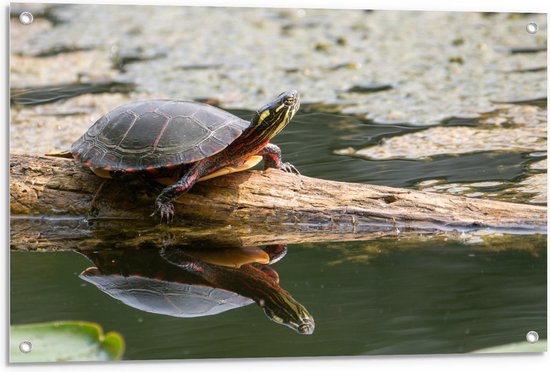 Tuinposter – Schildpad op Boomstam in het Water - 90x60cm Foto op Tuinposter  (wanddecoratie voor buiten en binnen)