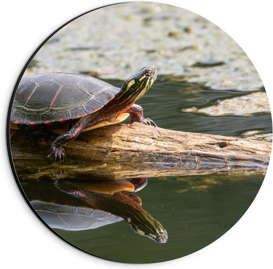 Dibond Wandcirkel - Schildpad op Boomstam in het Water - 20x20cm Foto op Aluminium Wandcirkel (met ophangsysteem)