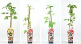 Fruitplanten mix - Frambozen Rood / Geel - set van 4 fruitplanten - hoogte 30 / 40 cm