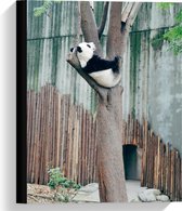Canvas  - Panda Hangend in de Boom - 30x40cm Foto op Canvas Schilderij (Wanddecoratie op Canvas)