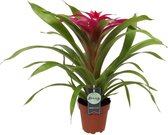 Breasy Bromelia Guzmania Deseo Pink | tropisch bloeiende kamerplant| 1 stuks | Ø12cm |  35-50 cm