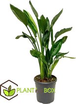 Find the perfect Strelitzia for you Find the perfect Strelitzia for you