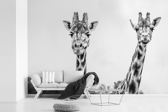 Bol Com Fotobehang Vinyl Zwart Wit Portret Van Twee Giraffes Breedte 450 Cm X Hoogte 300 Cm