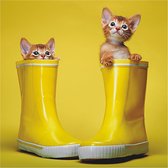 3D wenskaart kitty shoes