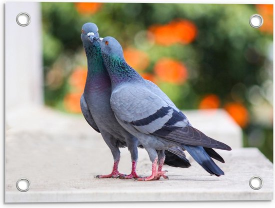 Tuinposter – Kussende Duiven - 40x30cm Foto op Tuinposter  (wanddecoratie voor buiten en binnen)