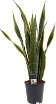 Kamerplant van Botanicly – Vrouwentongen – Hoogte: 60 cm – Sansevieria Laurentii