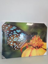 Schilderij vlinder - 1 stuk
