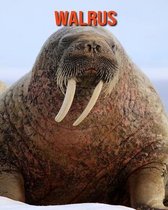 Walrus