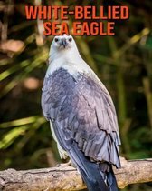 White-Bellied Sea Eagle