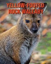 Yellow-Footed Rock Wallaby