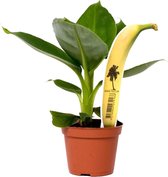 Bananenplant 'Musa' - Kamerplant - ↑40 - 60 cm in pot - Cadeau tip - Housewarming