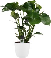 Kamerplant van Botanicly – Gatenplant incl. sierpot wit als set – Hoogte: 65 cm – Monstera Deliciosa