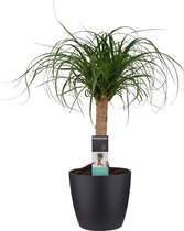 Kamerplant van Botanicly – Olifantenpoot incl. sierpot zwart als set – Hoogte: 55 cm – Beaucarnea