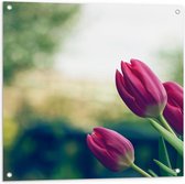 Tuinposter – Roze Tulpen Zijkant - 80x80cm Foto op Tuinposter  (wanddecoratie voor buiten en binnen)