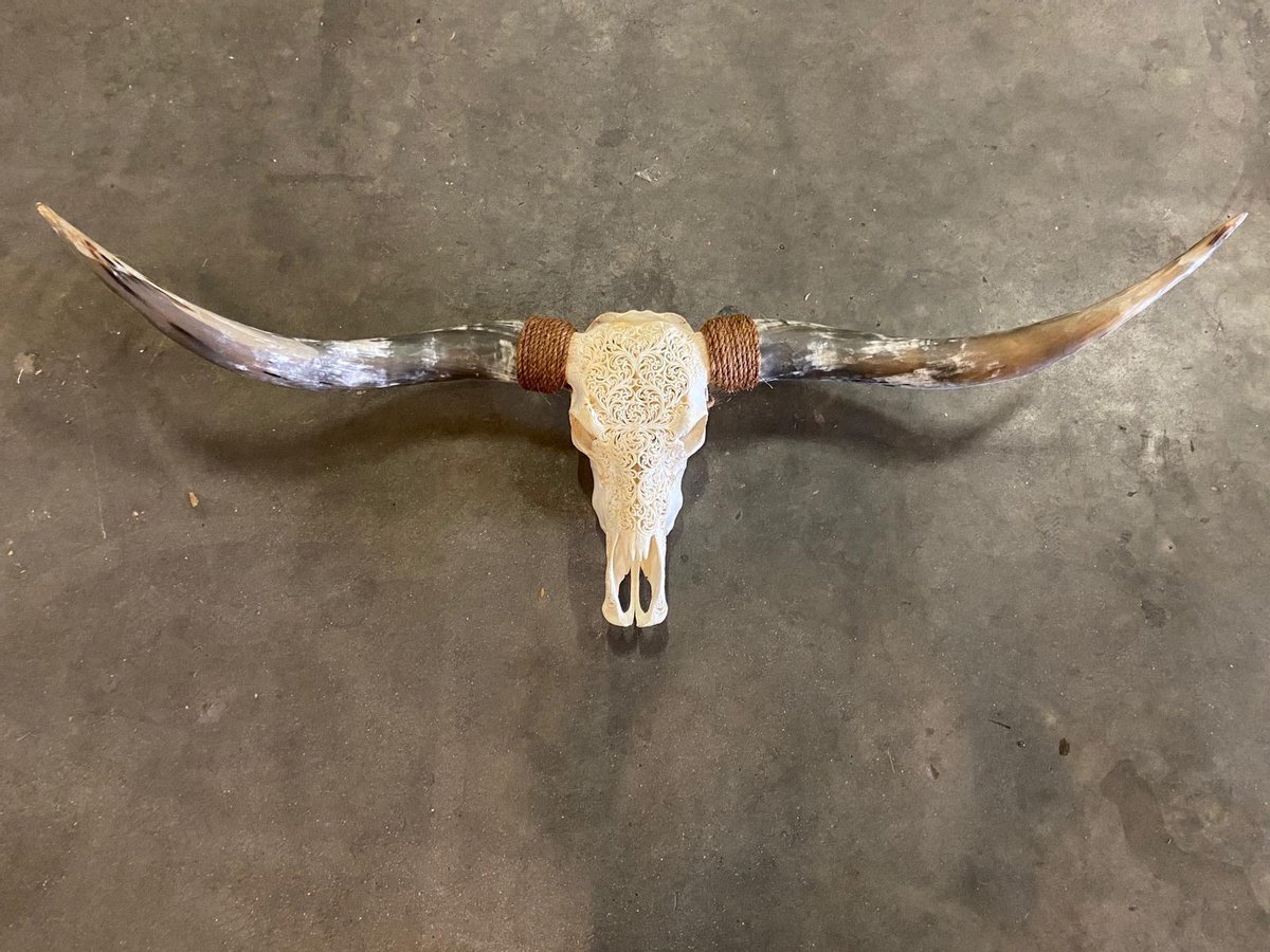 Vtw Living Longhoorn skull uit Bali Longhoorn Skull Longhorn Buffalo Buffelschedel Ibiza Skull Muurdecoratie Wanddecoratie Bali Wit 150 cm