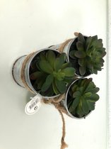 Drie kunstplantjes in een blik met touw