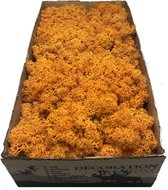 MosBiz Rendiermos Orange per 500 gram voor decoraties en mosschilderijen