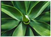 Dibond - Groene Bladeren - 40x30cm Foto op Aluminium (Wanddecoratie van metaal)