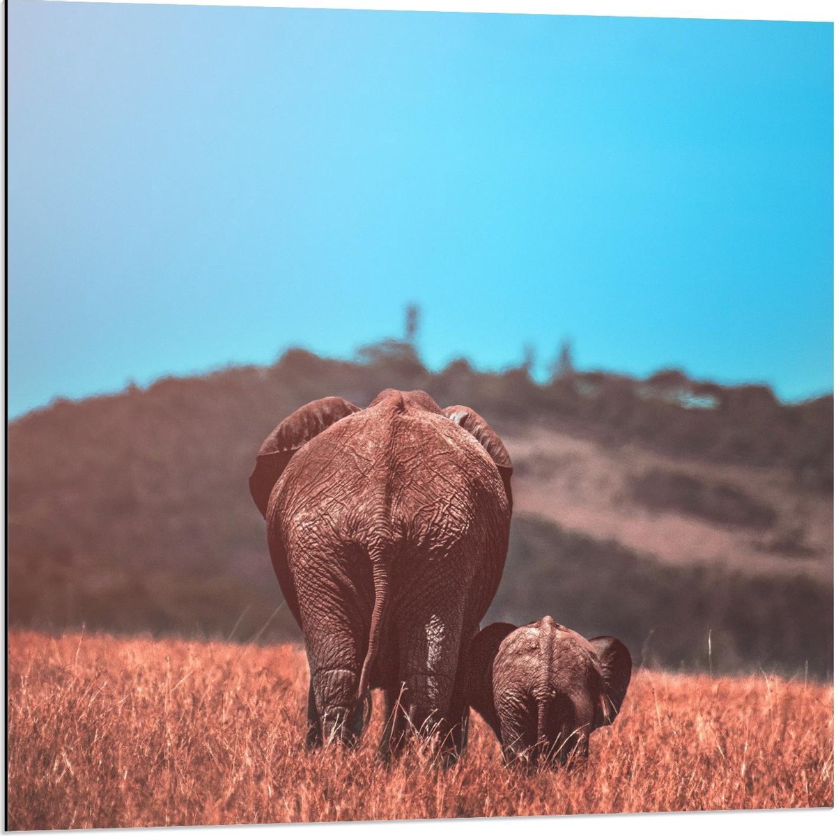 Dibond - Moeder en Baby Olifant in het Gras - 80x80cm Foto op Aluminium (Wanddecoratie van metaal)