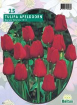 3 stuks Tulipa Apeldoorn Rood Darwin p per 25 bloembollen Baltus