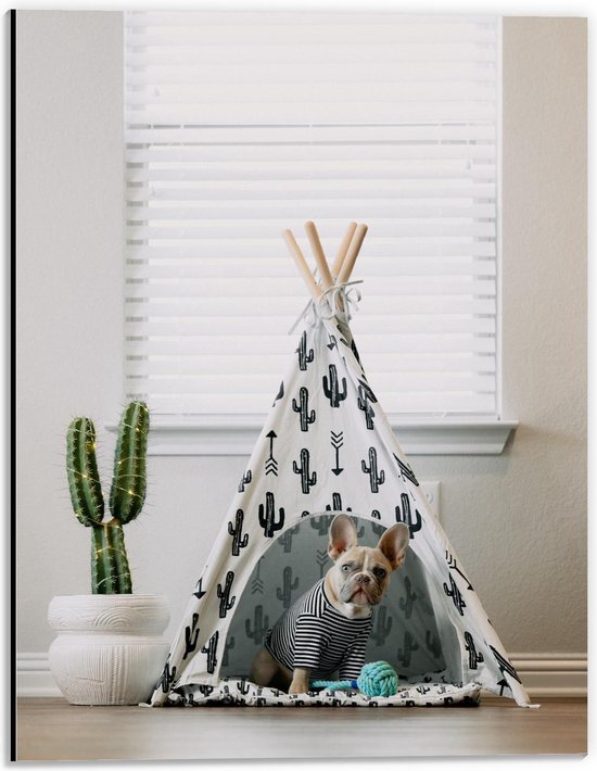 Dibond - Hondje in een Tent  - 30x40cm Foto op Aluminium (Wanddecoratie van metaal)