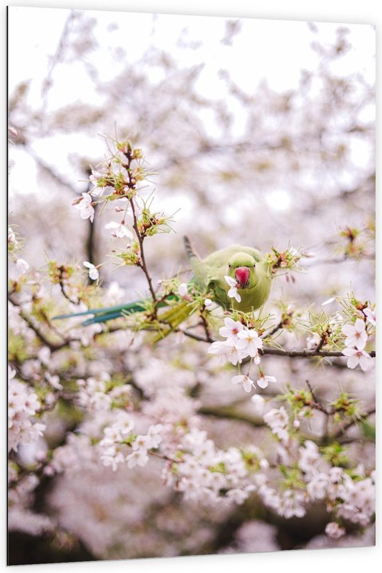 Dibond - Groene Vogel tussen de Bloesem - Foto op Aluminium (Wanddecoratie van metaal)