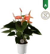 Hellogreen Kamerplant - Anthurium Spirit - 30 cm
