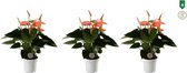Hellogreen Kamerplant - Set van 3 - Anthurium ''Spirit'' - 30 cm