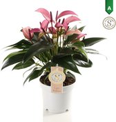 Hellogreen Kamerplant - Anthurium Zizou - 40 cm