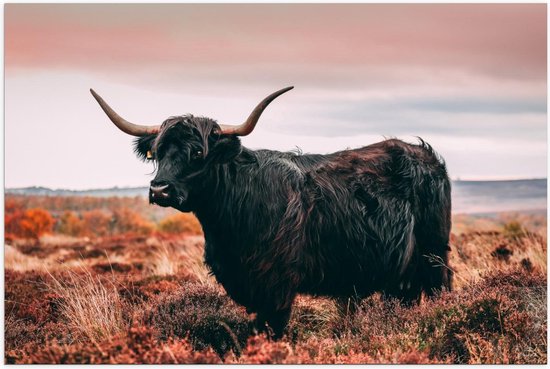 Poster – Zwarte Schotse Hooglander - 150x100cm Foto op Posterpapier