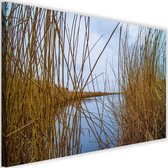 Schilderij Riet op een meer, 2 maten, bruin/blauw, Premium print