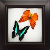 Apeirom Decoratief Opgezette Vlinder in 3D Lijst - 17cm bij 17cm - Lijst Zwart
