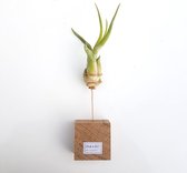standaard luchtplant tillandsia medusa