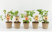 Fruitplanten BIO mix  - set van 5 verschillende soorten fruit biologisch gekweekt - Biologische pot - hoogte 40 / 50 cm